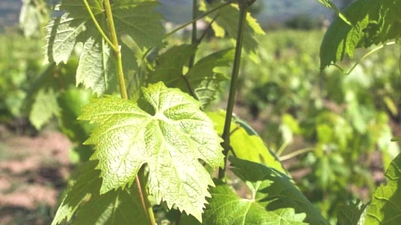 Tokat'ta Hasat Başladı! Dona Rağmen Üretim Düşmedi, Yeni Rekor Bekleniyor - Resim: 2