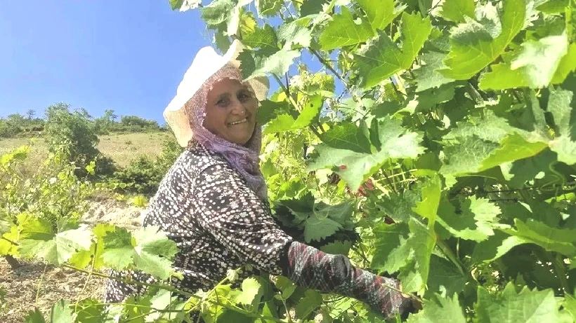 Tokat'ta Hasat Başladı! Dona Rağmen Üretim Düşmedi, Yeni Rekor Bekleniyor - Resim: 4