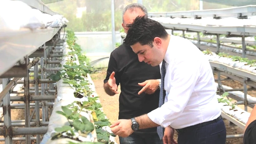 Topraksız Hasat Ediliyor, Verimi 6 Kat Artıyor: Hiç Masrafı Olmuyor, Ekene Servet Kazandırıyor - Resim: 3