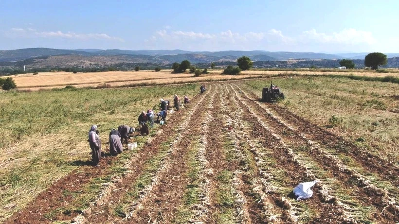 Sıfır Masrafla Günde 1.200 TL Kazanıyorlar: Tatile Gider Gibi İşe Gidiyorlar, 37 Derece Sıcakta Çalışıyorlar - Resim: 4